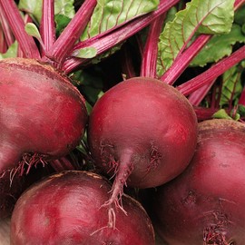TomorrowSeeds - Ruby Queen Beet Seeds - 600+ Count - for 2025 Planting Dark Red Blood Turnip Harvard Mangel Beetroot Root Cold Hardy Garden Fall Vegetable Grow Your Own Home Farm Patio Healthy