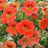 100+ Mix Nasturtium Seeds for Planting-Rare Climbing Flower Attracts Pollinators