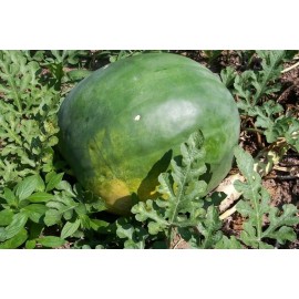 Southeast Seeds Florida Giant Watermelon Seeds, Jubilee, NON-GMO, Huge 35-50 lbs, FREE SHIP - 25 Seeds or 1/8 OZ