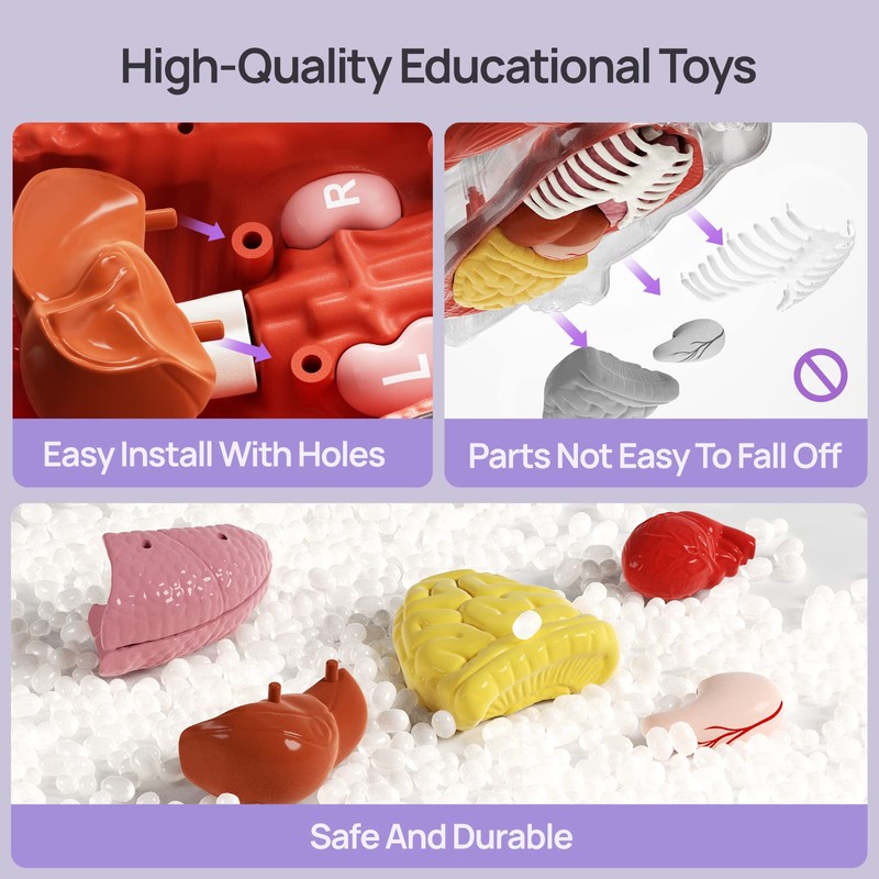Science Can Human Body Model for Kids - Interactive Anatomy