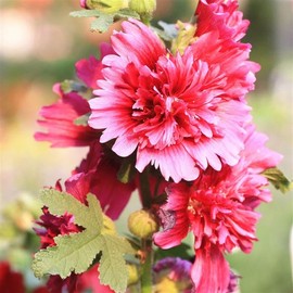 Queeny Purple Hollyhock Seeds 500 Mg – Alcea rosea | Perennial, 2nd Year Bloom | AAS Winner | Drought Tolerant | Compact 18–36” Plants with Pink, Magenta, Rose Blooms | Garden & Cut Flower Favorite