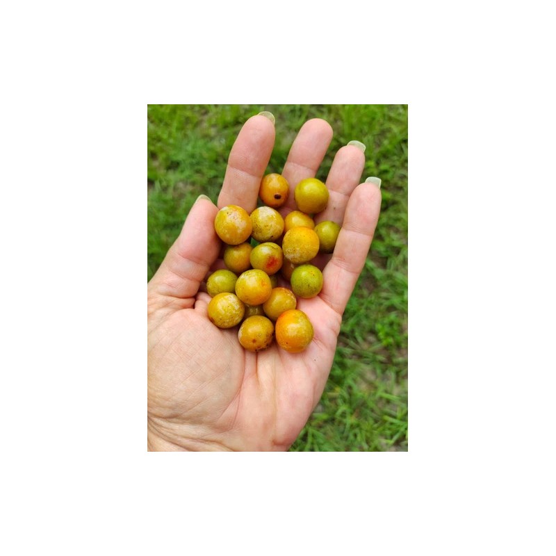 Chickasaw Plum Tree 5 FRESH Cuttings