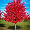 Maple Tree Sunset Red - 5 Gallon - (Due to