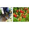 Enhanced Soil and Plant Health for 7 Years: Potassium Polymer