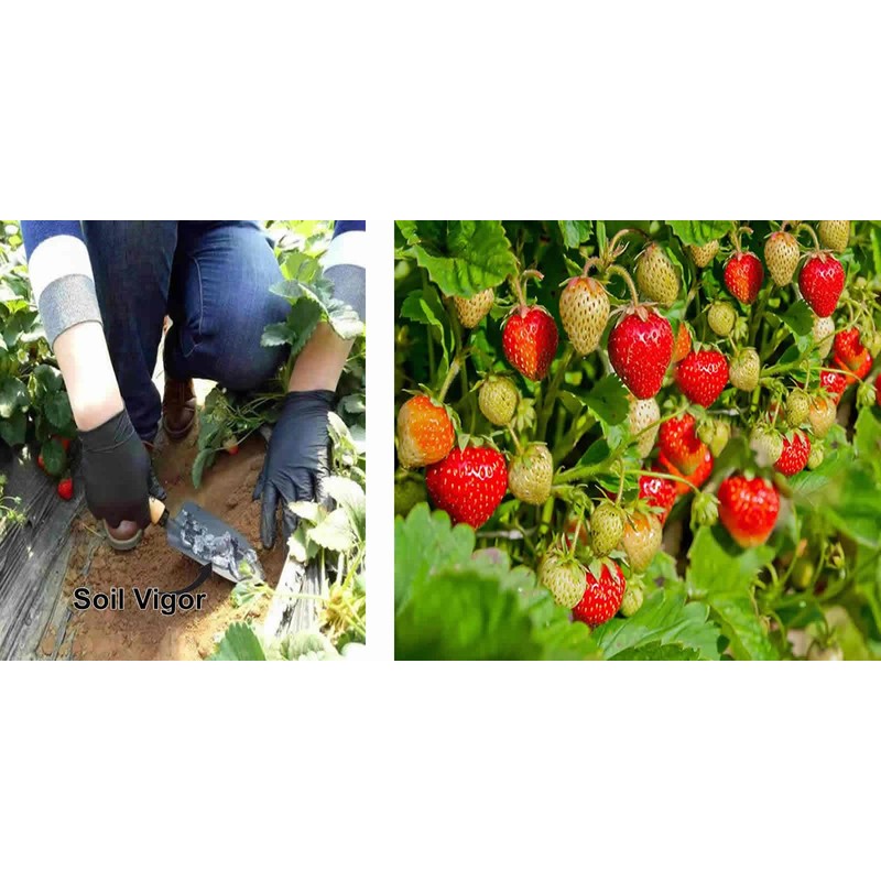 Enhanced Soil and Plant Health for 7 Years: Potassium Polymer