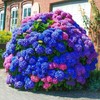 30pcs Blue Pink Purple Hydrangea - Beautiful and Hardy Perennial