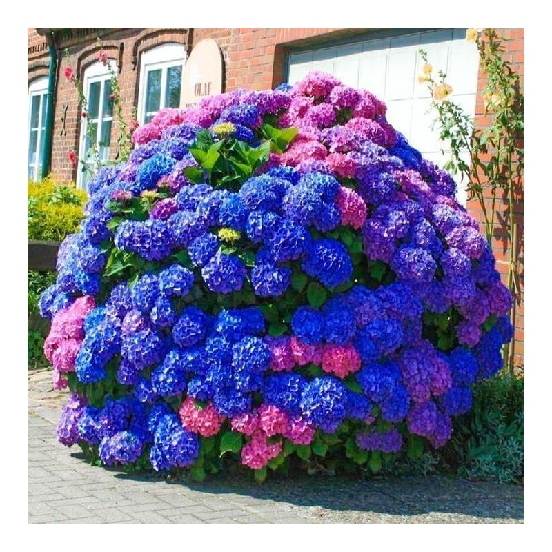 30pcs Blue Pink Purple Hydrangea - Beautiful and Hardy Perennial