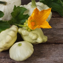 Eden Brothers Squash (Summer) Seeds - Scallop Scallop Early White Bush Non-GMO Seeds for Planting, 1 oz | Low-Maintenance Vegetable Seeds, Plant During Warm Season, Zones 10, 3, 4, 5, 6, 7, 8, 9
