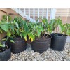 Flowers White Moonflower Seeds, Fragrant Bush, Organic, Datura Innoxia 60