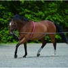 WALDHAUSEN Lunging Aid, Black, Pony, PON, Black