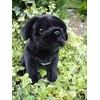 Pug (Black) Soft Toy 12"