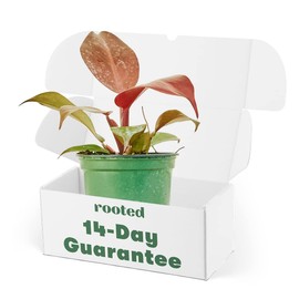 Rooted Philodendron Imperial Red, Philodendron Erubescens, Live Indoor, Home Decor, Easy to Grow, Easy to Care, Outdoor Garden and Low Maintenance Houseplant, 4 inch Pot