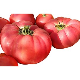 30 Giant 1-2 LB German Johnson Tomato Seeds, Heirloom Non-GMO, Low Acid, Indeterminate, Open-Pollinated, Productive, Delicious, Solanum lycopersicum, from USA