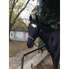 Knot Halter with Rope for Horses - Padded Nose and