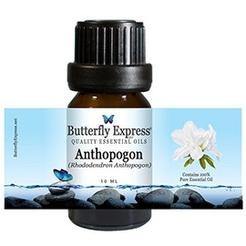 Anthopogon Essential Oil 10ml - 100% Pure by Butterfly Express