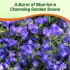Outsidepride Medium Blue Canterbury Bells Flower Seeds - 5000 Pcs