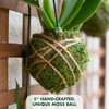 Better-Gro 19” Hanging Kokedama with Phalaenopsis Orchid – Indoor/Outdoor Planter-