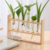 BESPORTBLE Clear Test Tubes for Plant Propagation Station, 4Pcs Glass