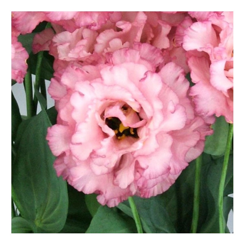 Eden Brothers Lisianthus Seeds - Celeb Madonna