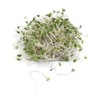Broccoli Dicicco Sprouting Microgreens Great Heirloom Vegetable by Seed Kingdom