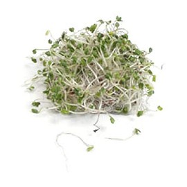 Broccoli Dicicco Sprouting Microgreens Great Heirloom Vegetable by Seed Kingdom Bulk 5 Lb Seeds