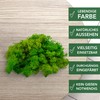 sphagnum-shop.com Real Decorative Moss Reindeer Moss in Light Green 500