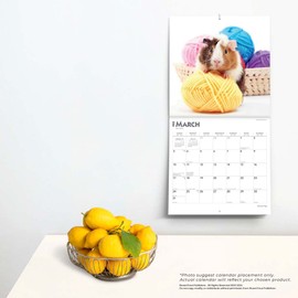 Guinea Pigs | 2024 12 x 24 Inch Monthly Square Wall Calendar | BrownTrout | Domestic Animals Small Pets