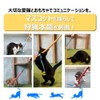 Nekomote Gotsujashi/Duck