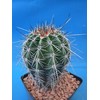 Tucson Tools Goognice Saguaro Cactus 5" to 10" Tall 8