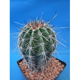 Tucson Tools Goognice Saguaro Cactus 5" to 10" Tall 8 to 10 Years Old (Shipped Bare Root!)
