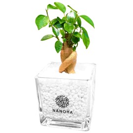 Banyan White Dama Gravel, Hygienic, Non-soil, Houseplant, Stylish, Clean, Real, Interior Decoration, Succulture and Hydroculture