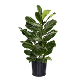United Nursery Fiddle Leaf Fig – Ficus Lyrata in 10” Grower Pot – 24–30 Inches Tall – Upright Indoor Tree with Broad Green Leaves – Easy-Care Air-Purifying Houseplant for Home or Office