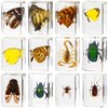 Macarrie 12 Pcs Insect Specimens for Kids Bug Collection Kit