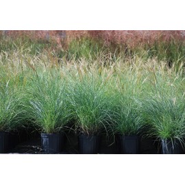 Perennial Farm Marketplace (Miscanthus s. 'Adagio') Ornamental Grass, Size-#1 Container, Silvery-Gray Leaves