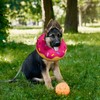 NzRev Large Dog Donut Collar - Dog Cone Alternative Dog