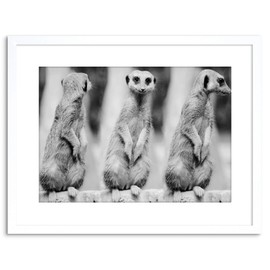 Wee Blue Coo PHOTO NATURE MEERKAT BLACK WHITE CUTE FRAMED PRINT F97X4240