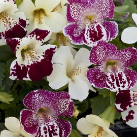 Outsidepride Spring Mix Mimulus Seeds - 100 Pcs Annual, Compact, Floriferous, Colorful Blooms, Shady Areas, Frost-Tolerant, Vibrant, for Containers, Bedding, Hanging Baskets, and Cool-Weather Gardens