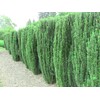 Sky Pencil Japanese Holly - 10 Live Plants - Ilex