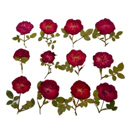 DoraMagic 12 Pcs Nauture Dried Pressed Rose, Real Dried Pressed Flowers for Resin Scrapbook Supplies Card Making Soap Candle DIY Art Crafts (Red)