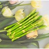 AntranStore 10 Pcs Simulation Asparagus Ornaments Props Realistic Plastic Vegetables