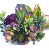 25 (25 varieties) Succulent CUTTINGS