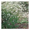 Gaura Seeds - Fluffy Perennial - Marde Ross & Company