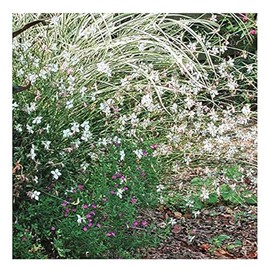 Gaura Seeds - Fluffy Perennial - Marde Ross & Company