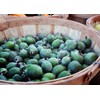 Pineapple Guava | 3 Large Gallon Size Plants | Feijoa