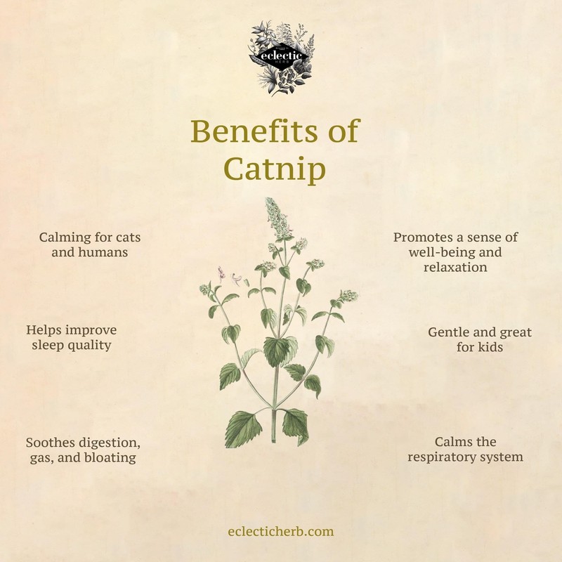 ShopSense Premium Catnip Spray - Your Cat's Ultimate Playtime Stimulant