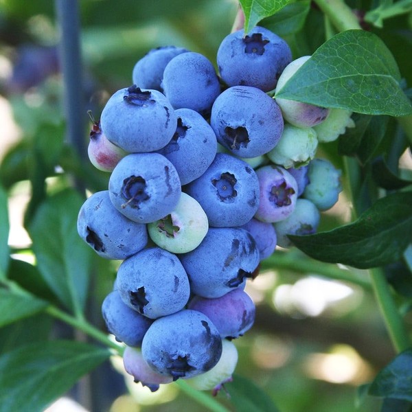 500+Blueberry Bush Seeds for Planting -Non GMO Seeds Plant in