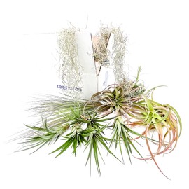 ragnaroc Holiday Hosting Gift Box Giant - 13ct -Tillandsia Air Plant Set - Live Arrival Guaranteed - House Plants for Home Decor & Gift