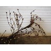 Gorgeous Primitive 55" Cream and RED Pip Rice Berry Garland