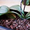 bhomescent Orchid Care Repotting Bark Fine grade, 8-15mm 1L, 2L,