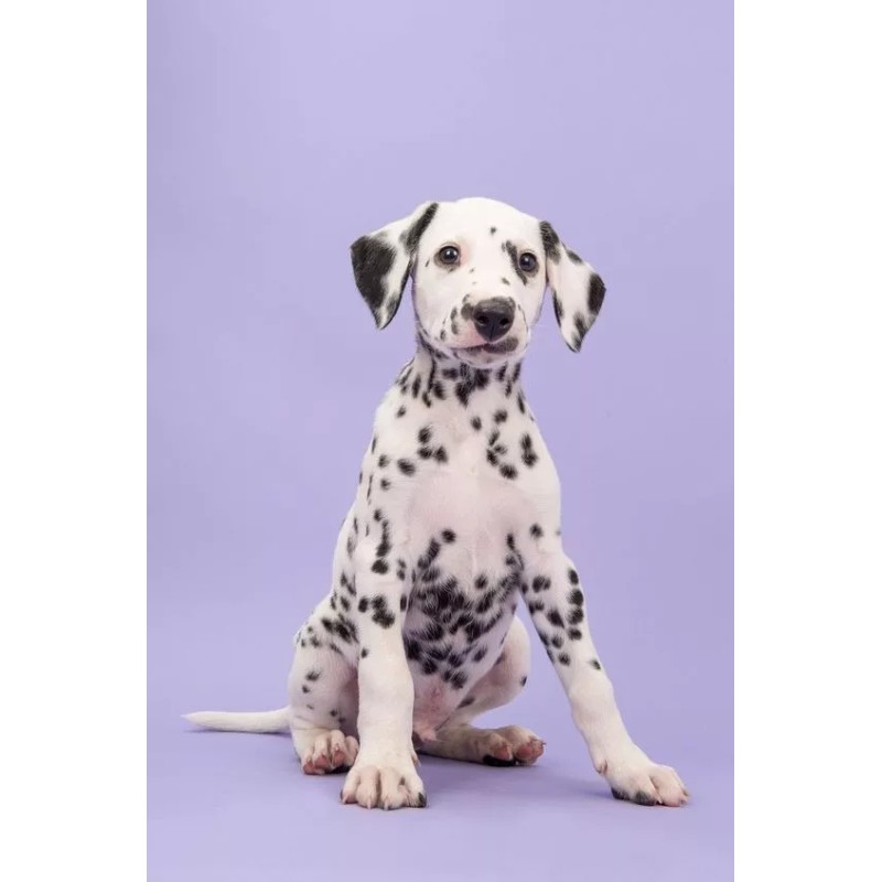 Vetriderm 2packvetriderm Jabón Derma+premio Perro Anchovetas80gr Bleiz